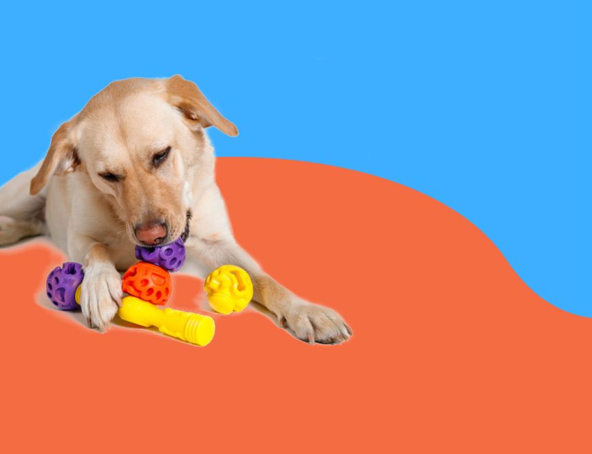 PetStation